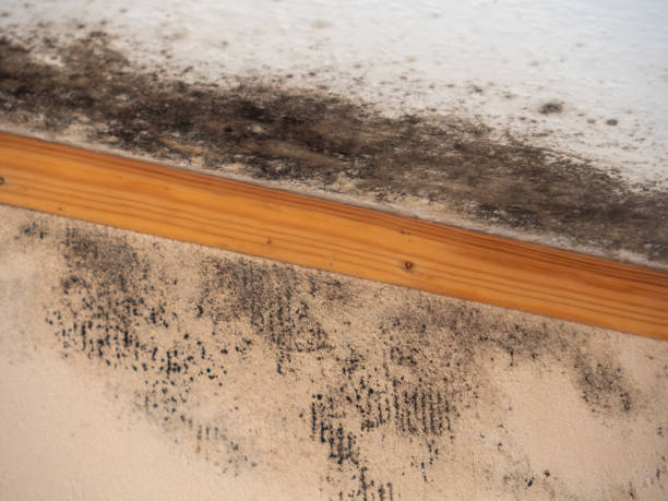Best Basement Mold Removal  in Morristown, NJ