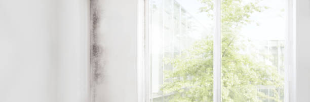 Best Comprehensive Air Testing for Mold Contaminants  in Morristown, NJ