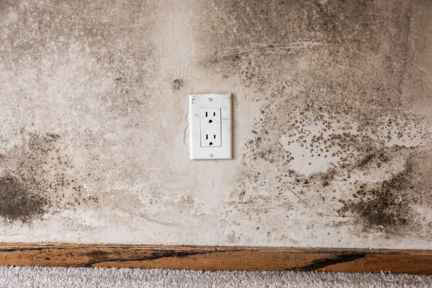Best Asbestos and Lead Testing During Mold Inspection  in Morristown, NJ