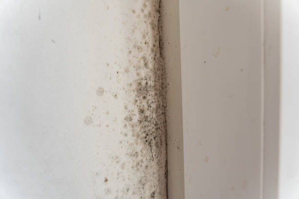 Biohazard Mold Removal in Morristown, NJ